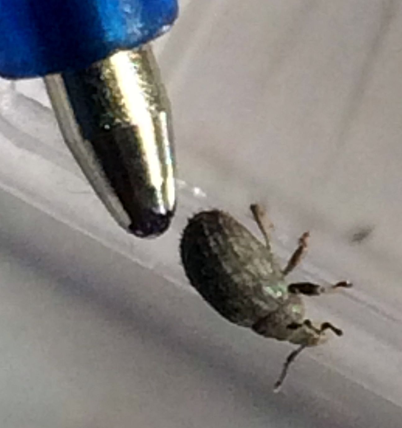 broad-nose/short-snouted weevil