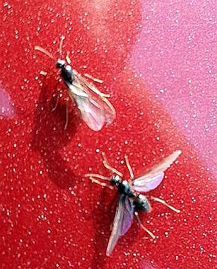 Reproductive male ants