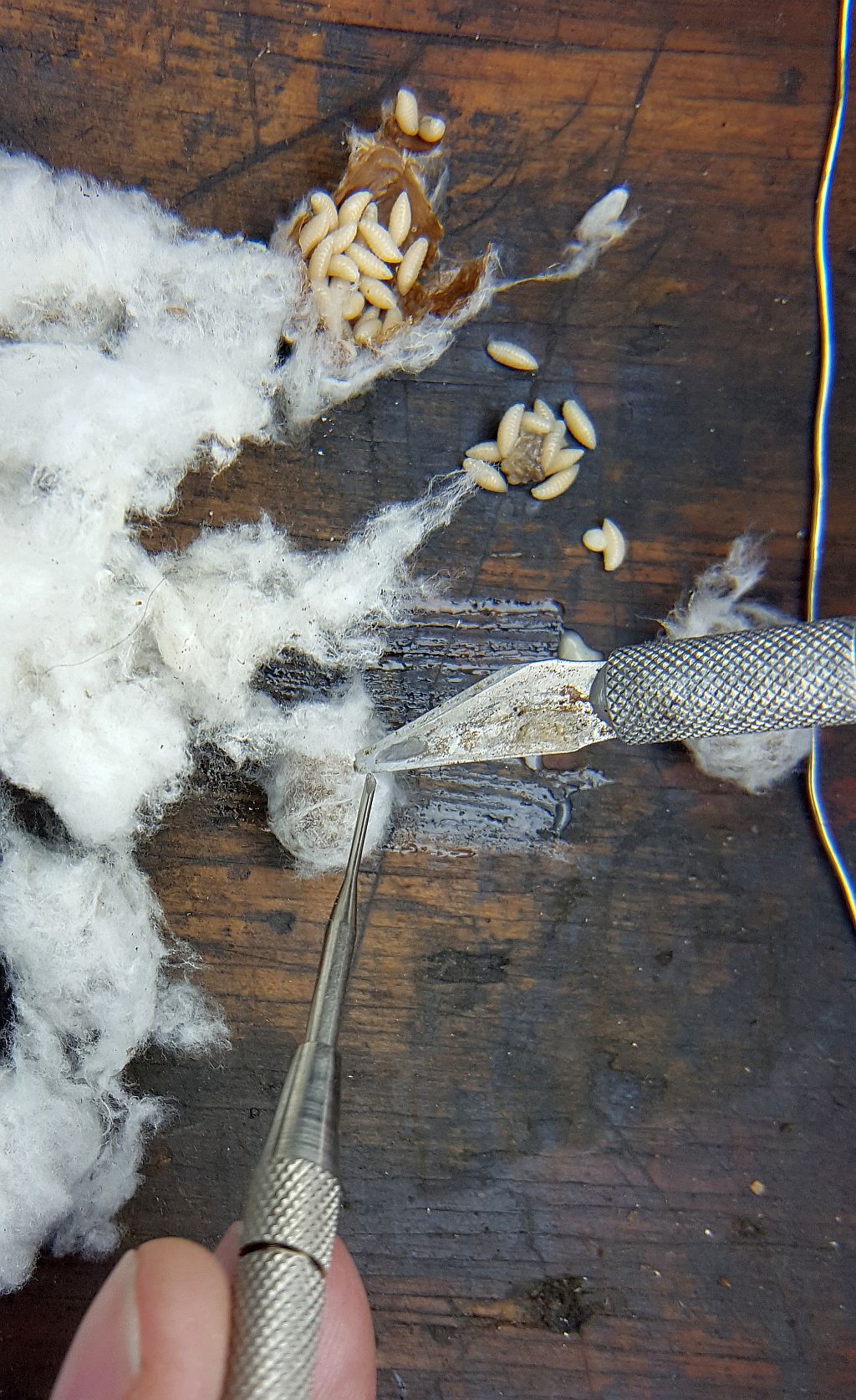 Wasp or fly larvae
