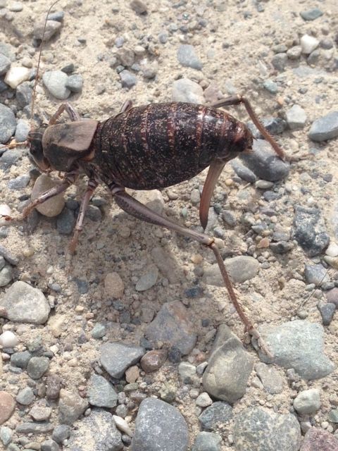 Mormon cricket