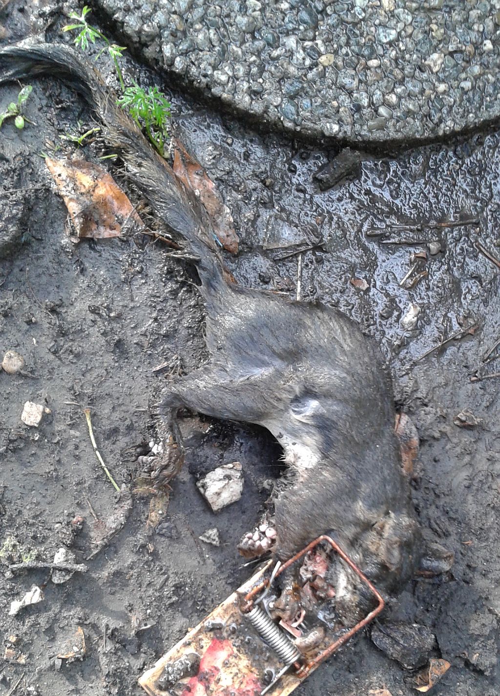 Wood Rat