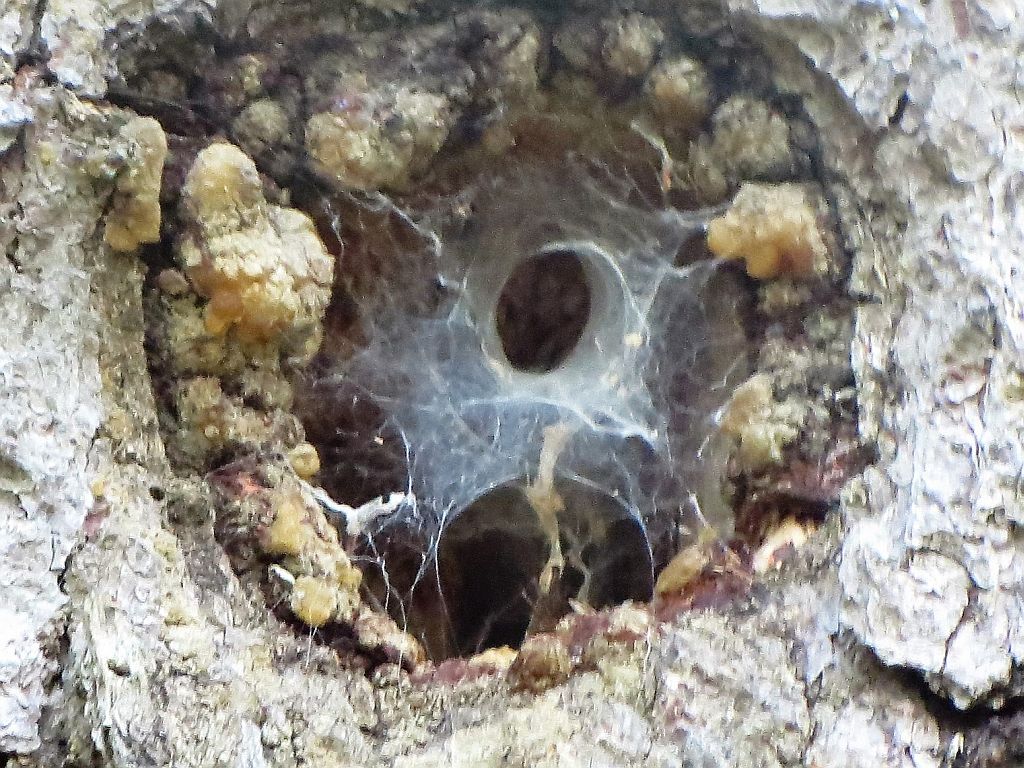 Funnel Weaver spider lair