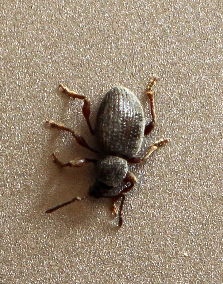 Webble Insect broad-nose/short-snouted weevil