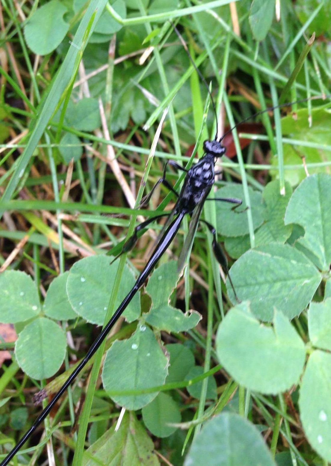 long tail black bug