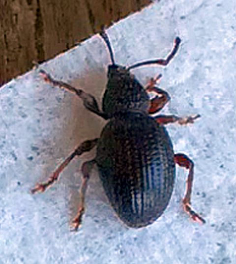broad-nose/short-snouted weevil