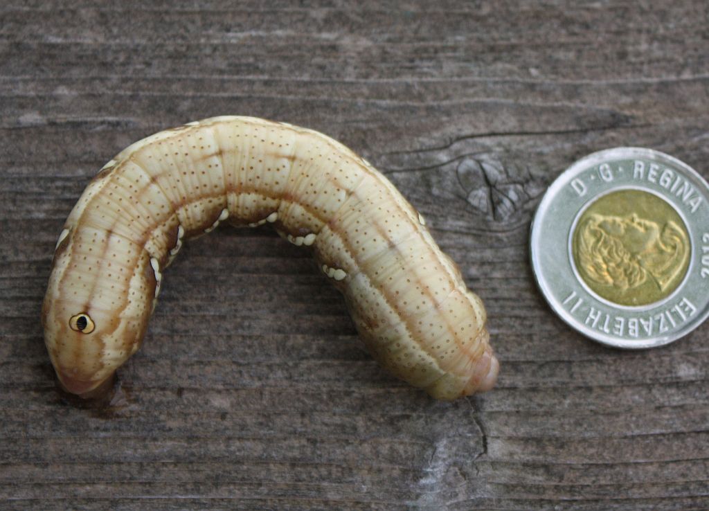Sphinx Moth caterpillar