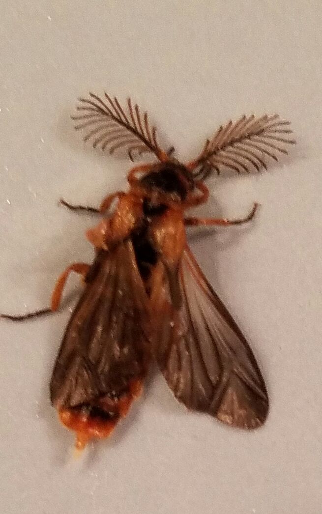 beetle in the family Phengodidae: glow-worms, railroad beetles