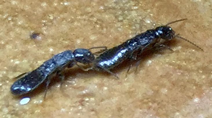 Reproductive termites