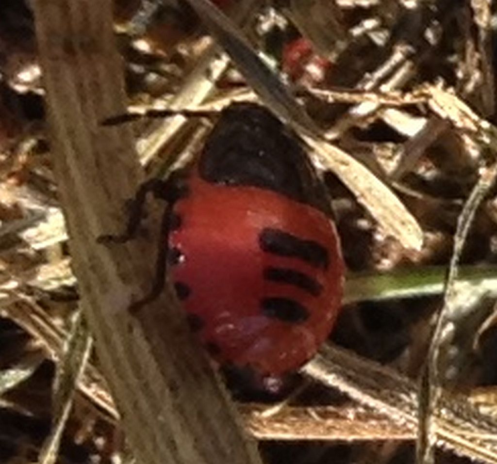 white-margined burrower bug nymph