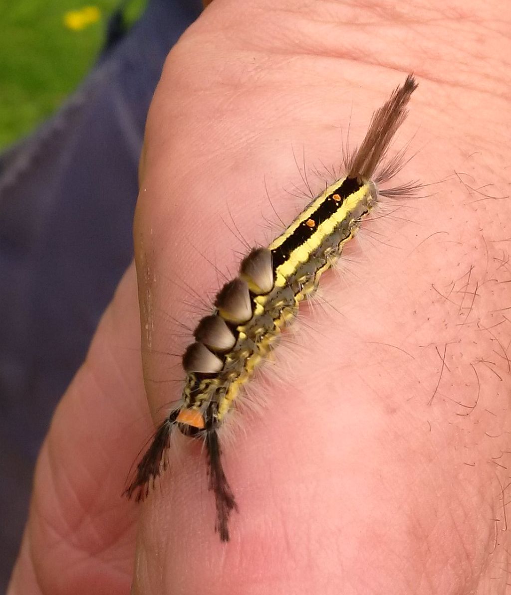 Tussock moth caterpillar