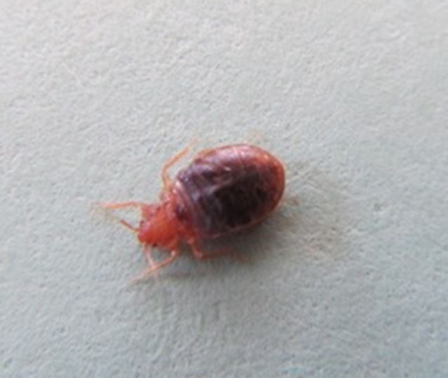 Well fed bed bug