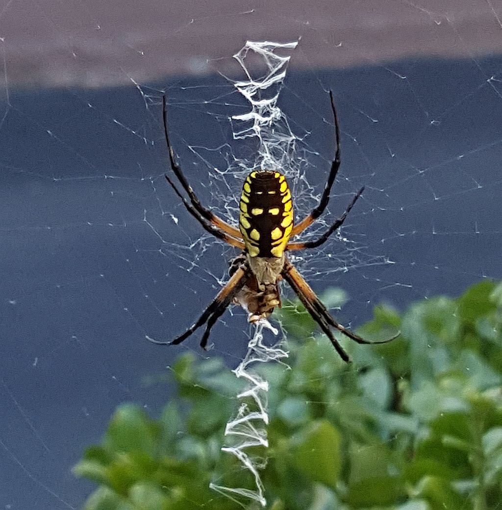 Common orb weaving spider