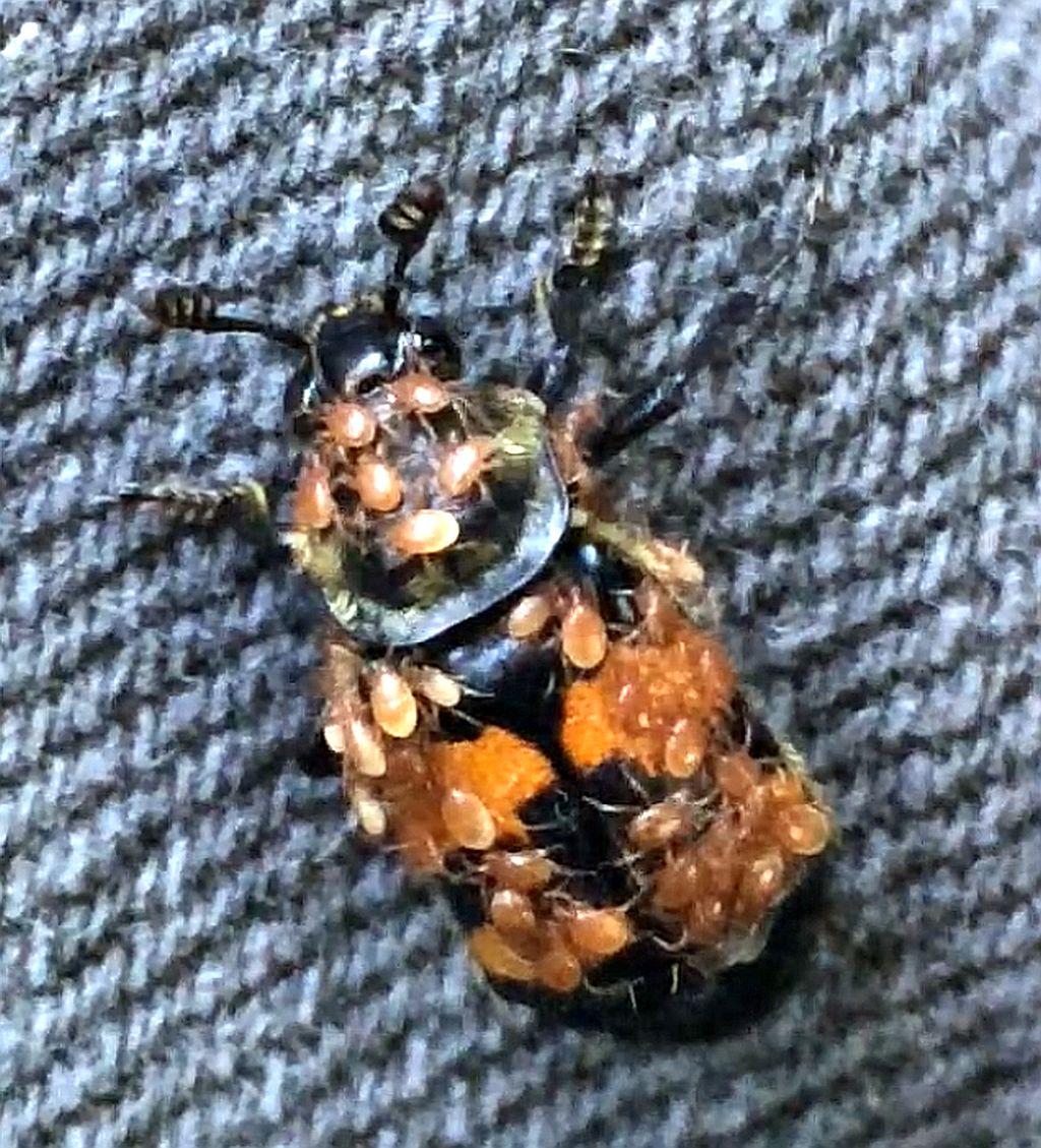 burying/sexton beetle  Beetle with hitch-hikers