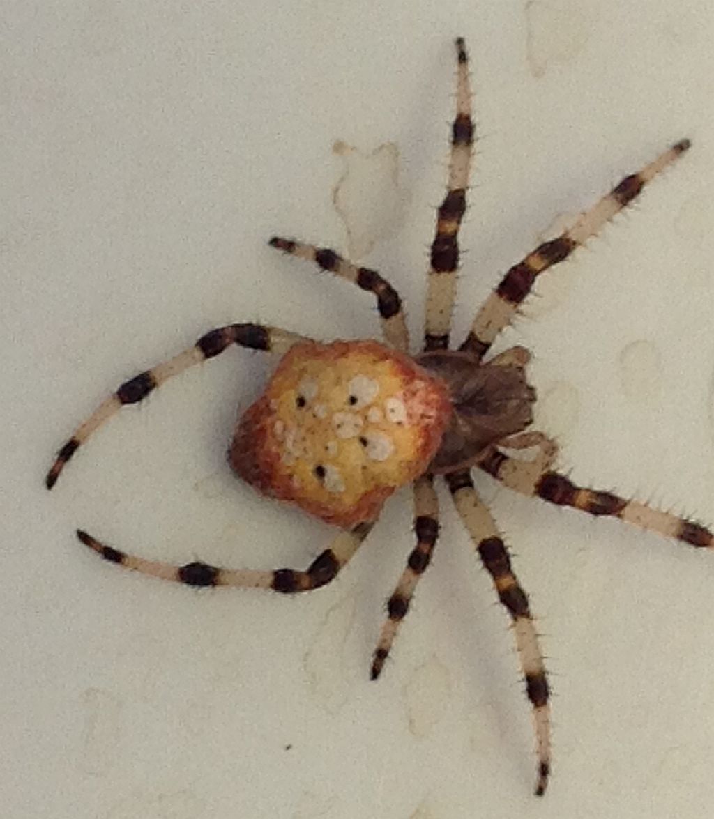 female orb weaving spider
