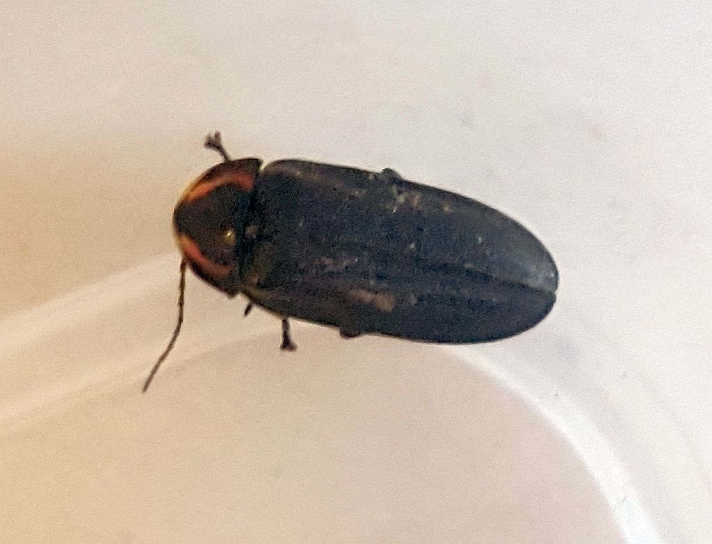 Firefly