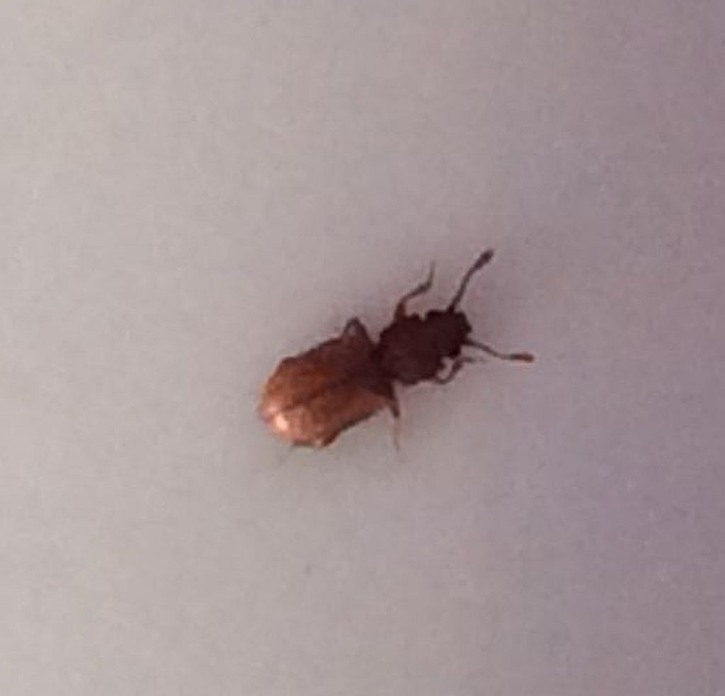 Foreign grain beetle