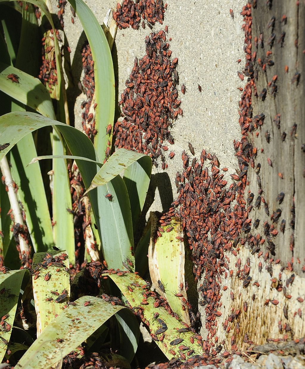 Box Elder Bugs