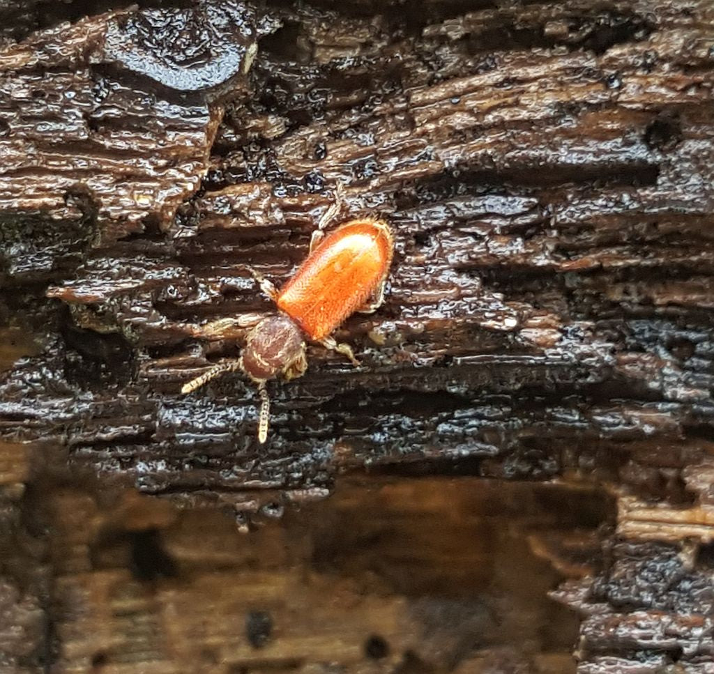fungus feeder or scavenger