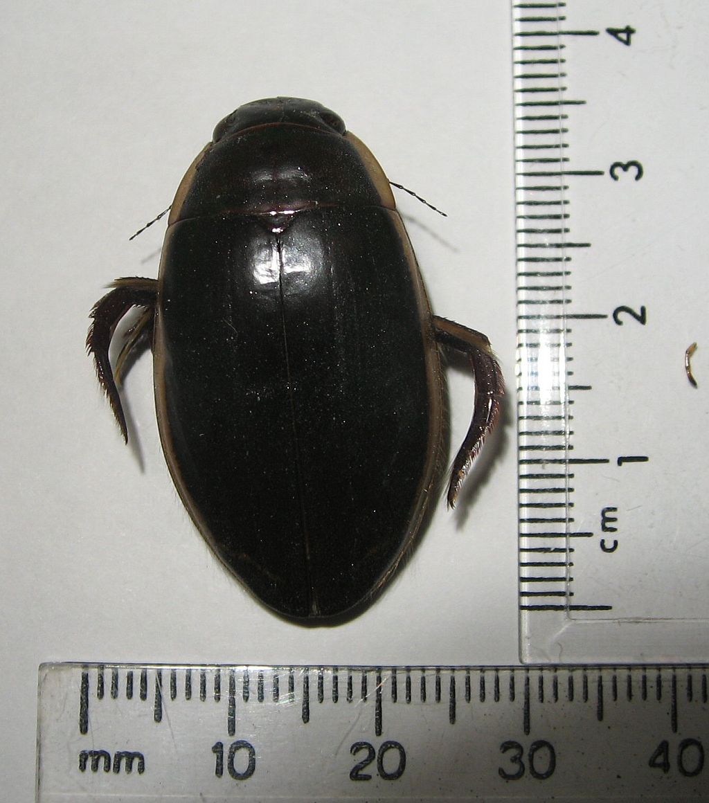 predaceous diving beetle