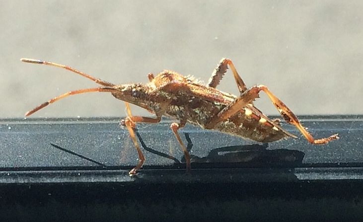 western conifer seed bug