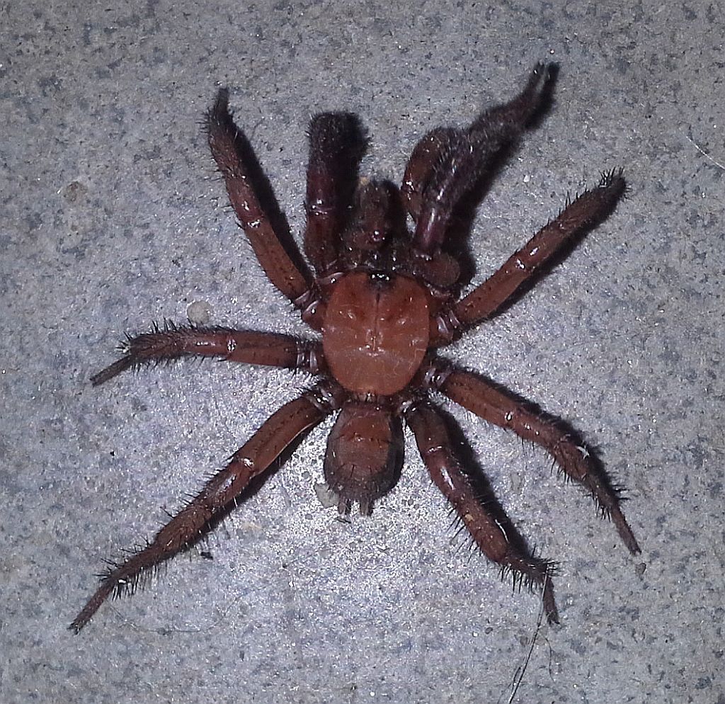 mygalomorph spider