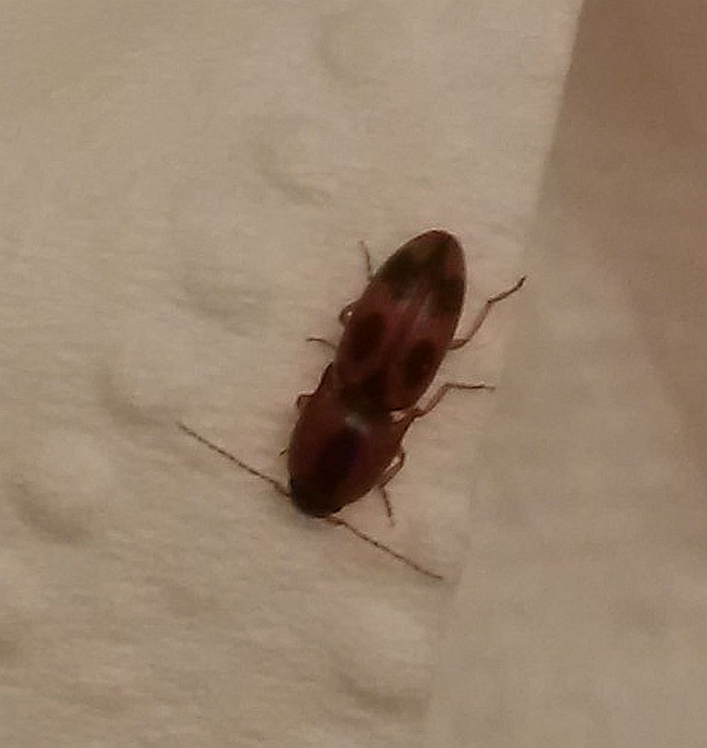 click beetle