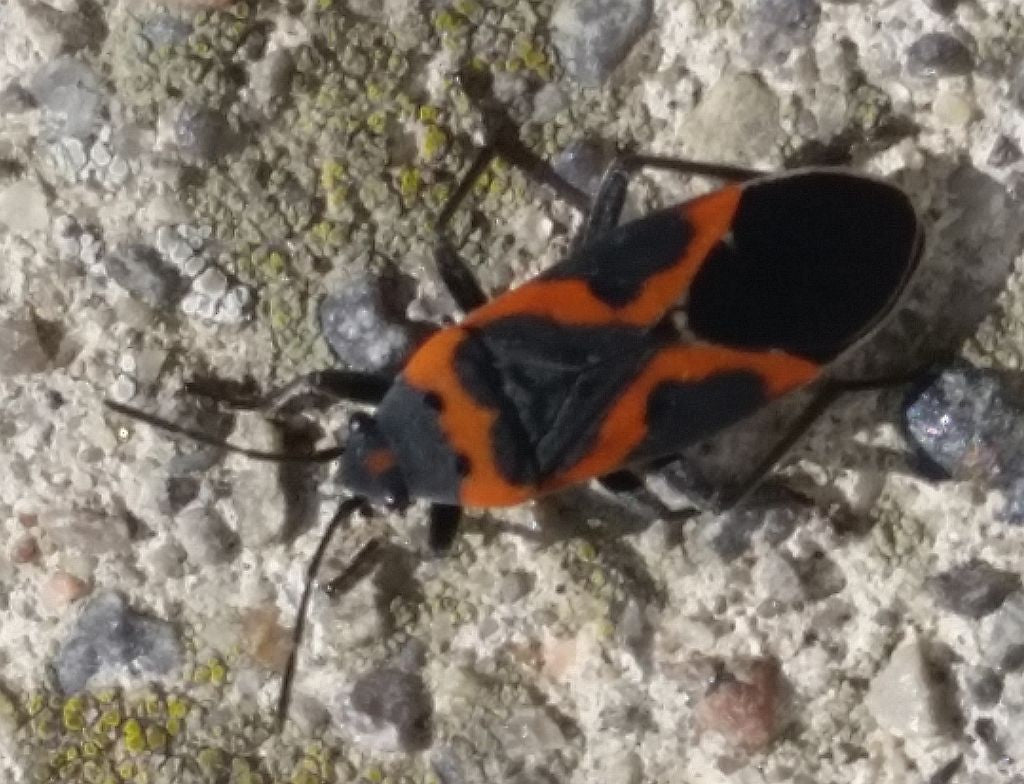 MILKWEED BUG