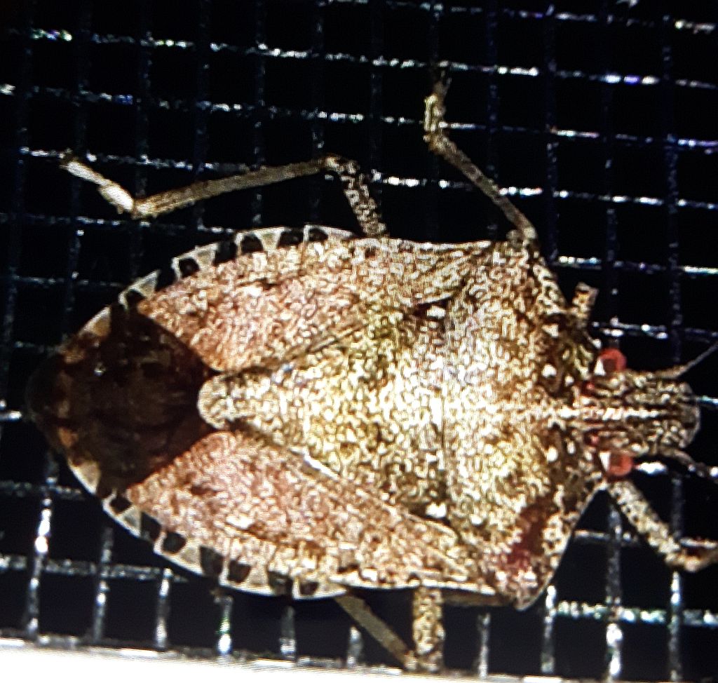 Stink bug