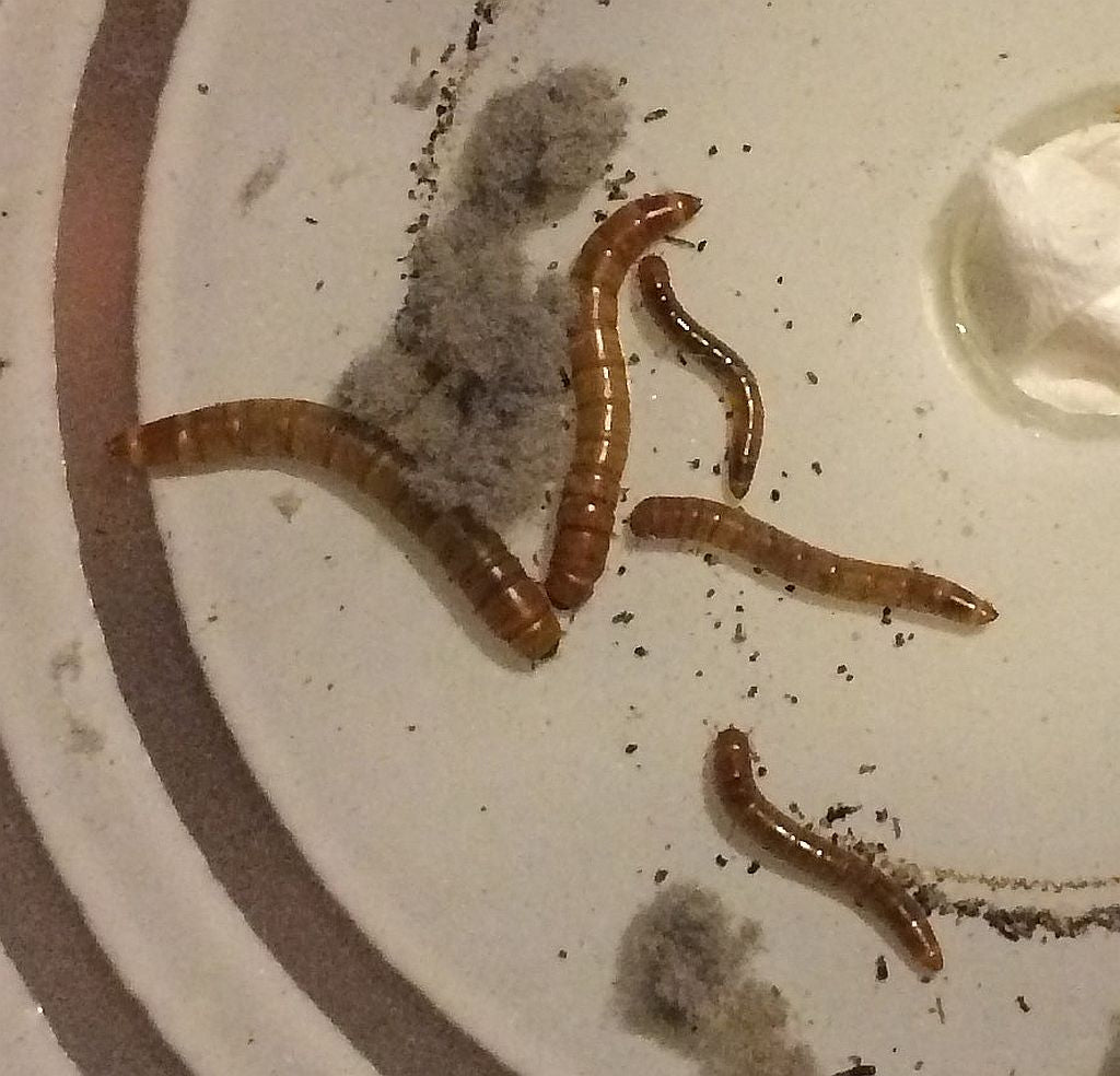 Tenebrionidae larvae of a beetle