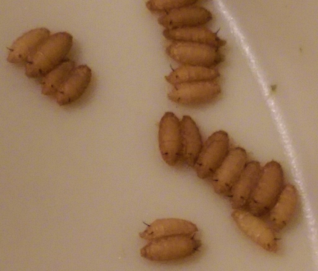 Phorid flies pupae