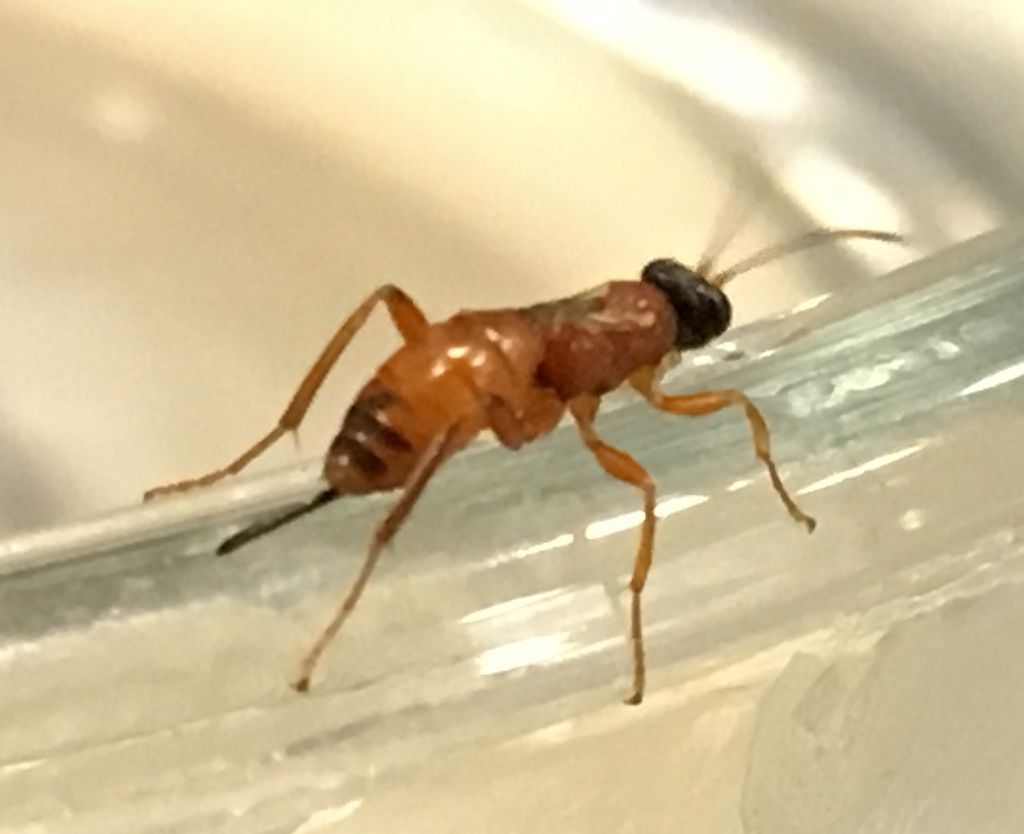 wingless parasitic wasp