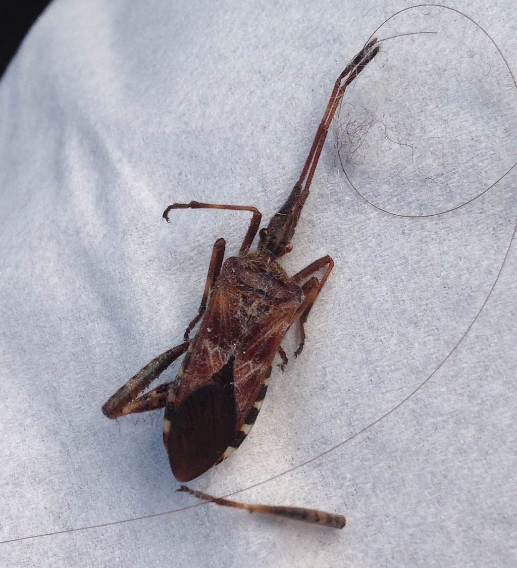 western conifer seed bug