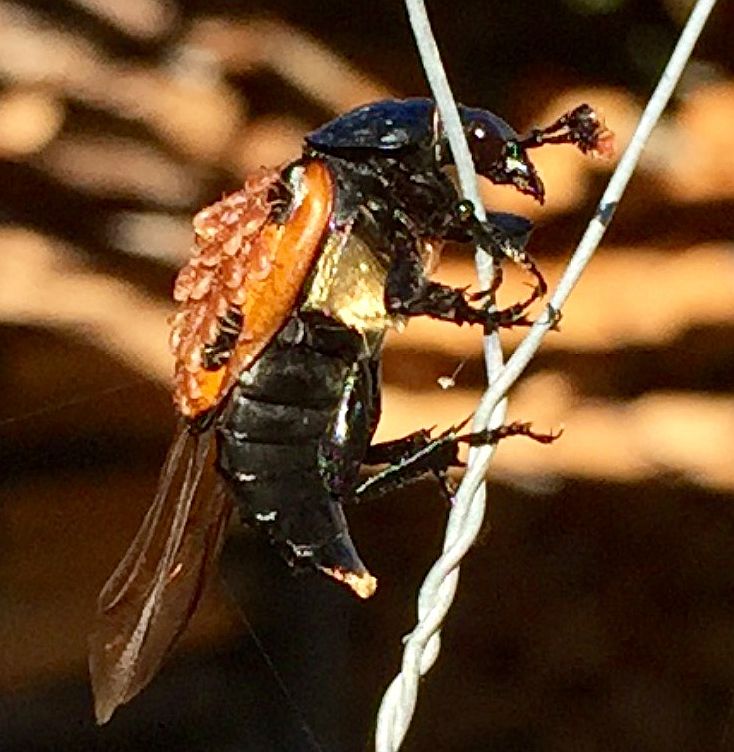 burying/sexton beetle