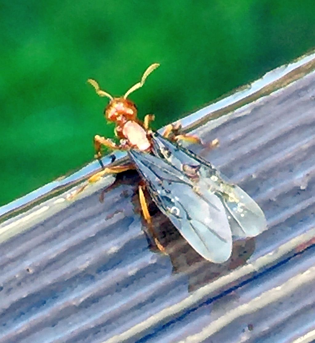 Winged ant