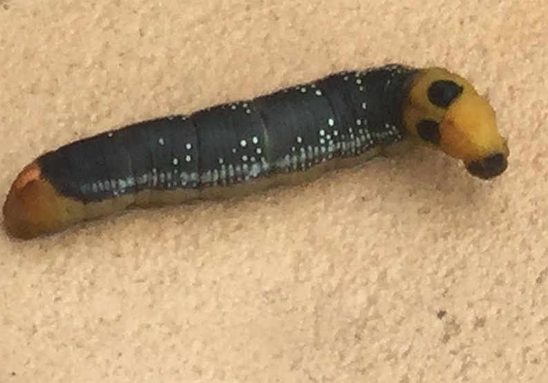 Oleander Hawkmoth Caterpillar