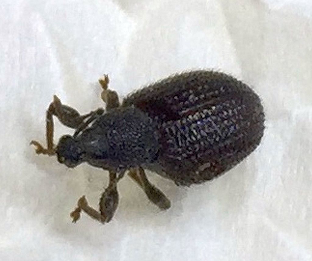broad-nose/short-snouted weevil
