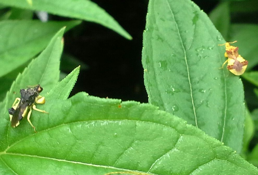 ambush bugs