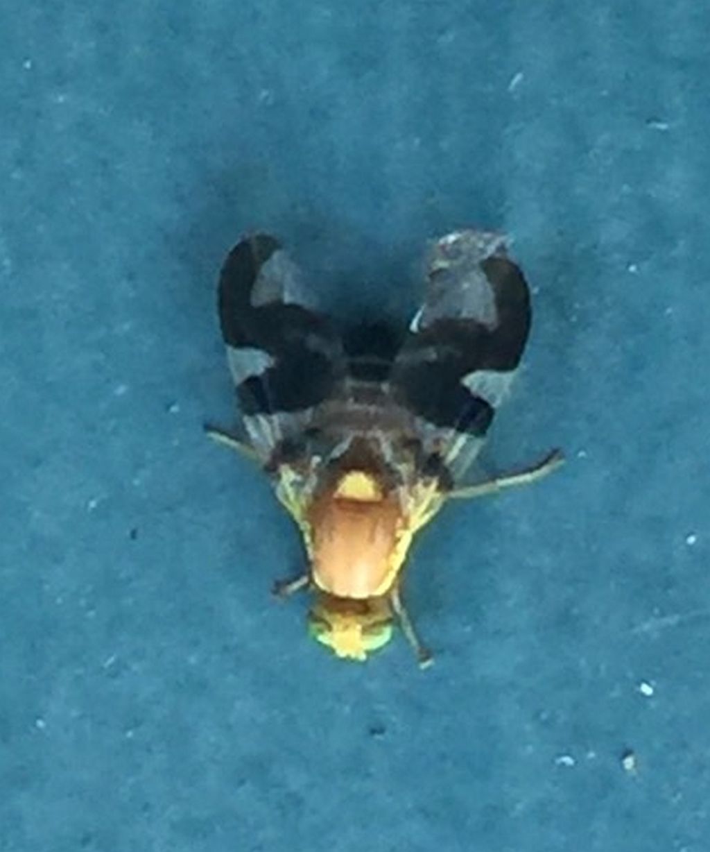 True fruit flies