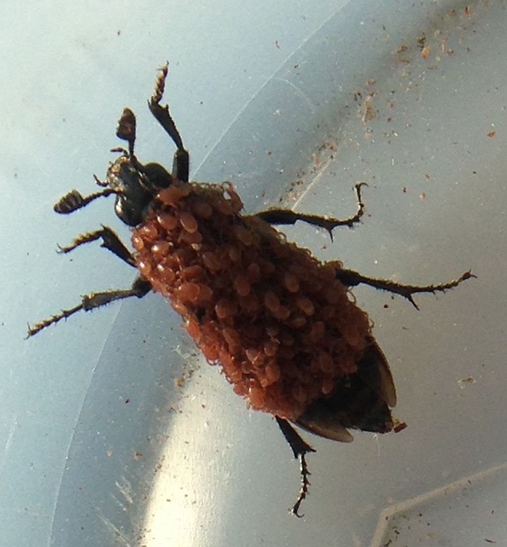 carrion/sexton/burying beetle