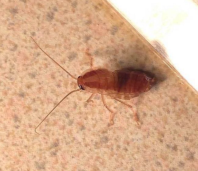 cockroach nymph