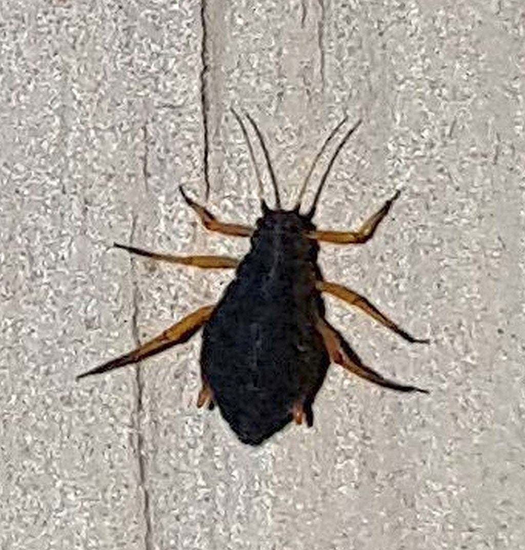 Aphid