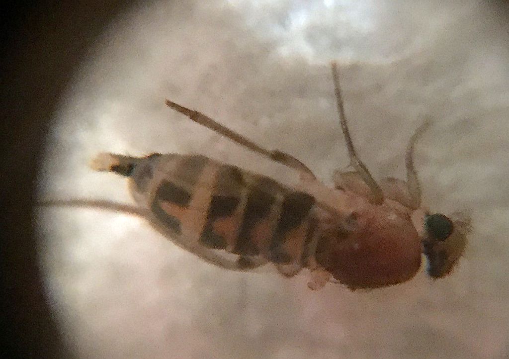 Scuttle fly