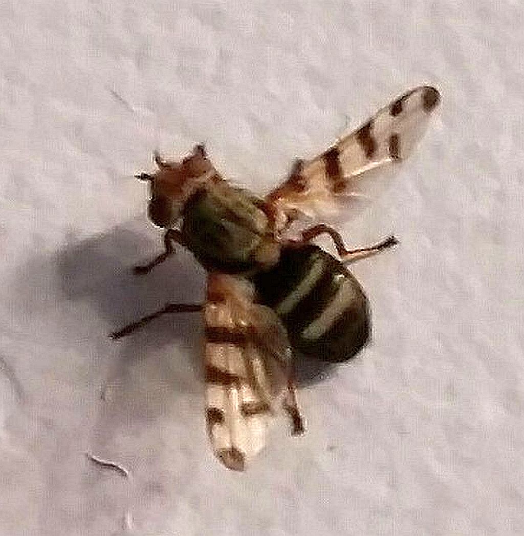 Fruit fly?