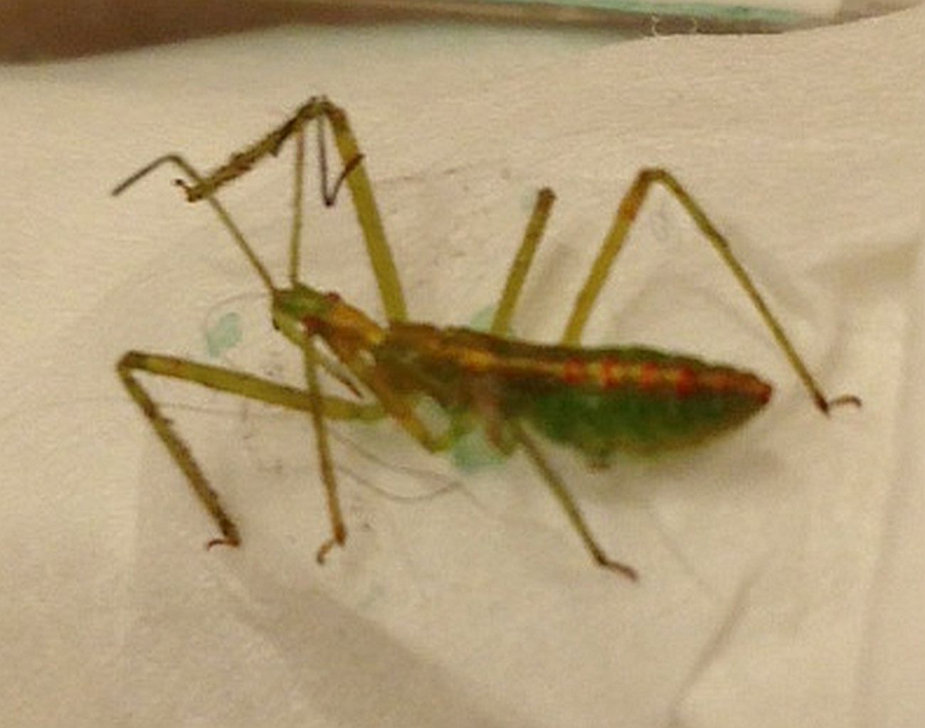 Assassin bug nymph