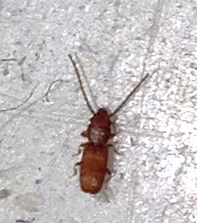 Pantry pest?