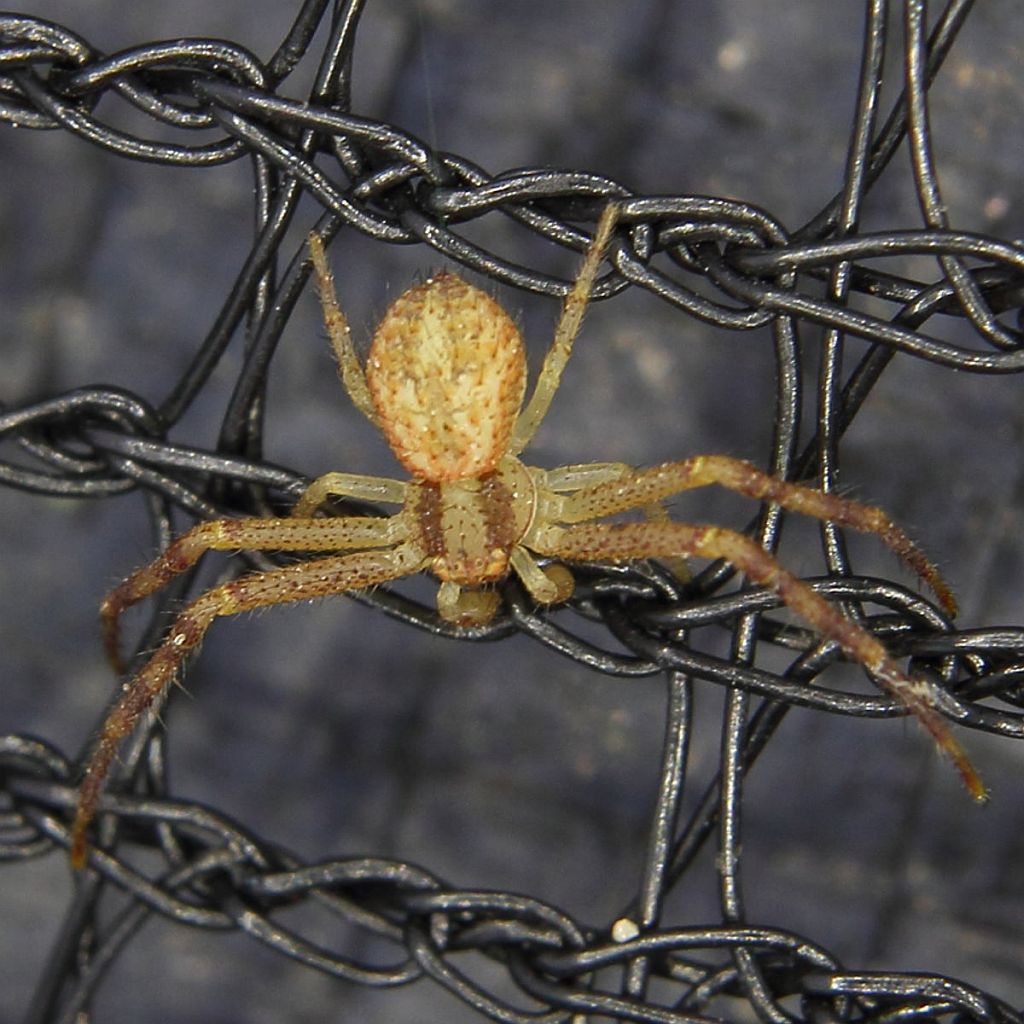 crab spider