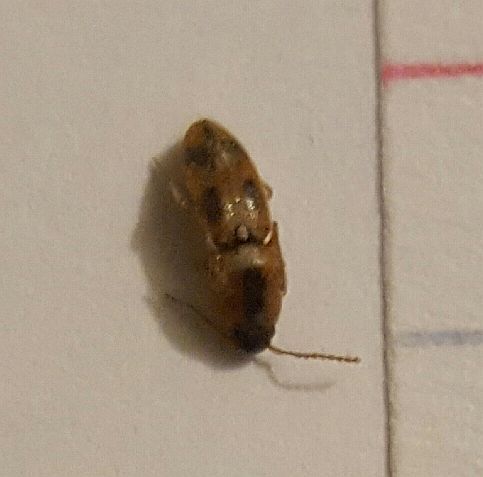 click beetle