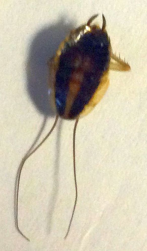 nymph of a cockroach