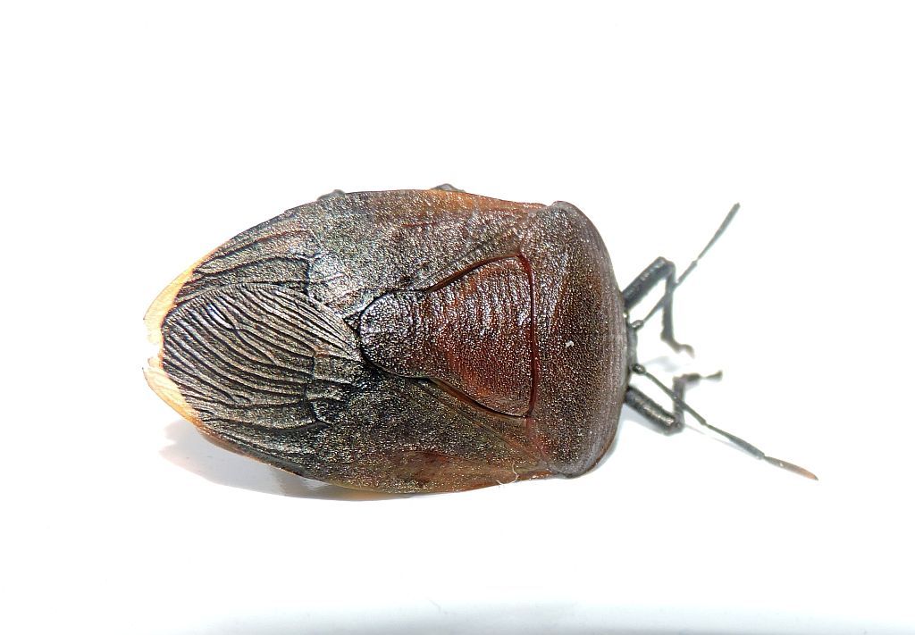 Stink bug