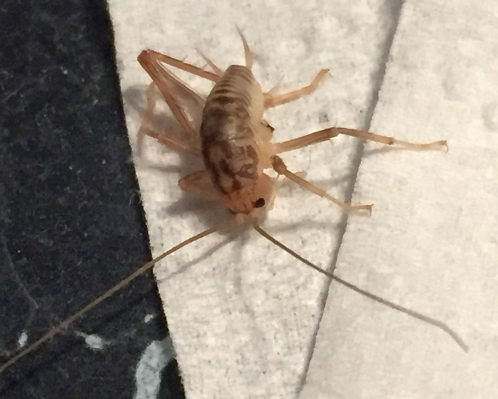 Camel Cricket